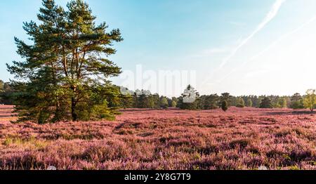 Splendido paesaggio rosa fiorito della brughiera di Lueneburg nella valle di Buesenbachtal ad Handeloh in Germania Foto Stock