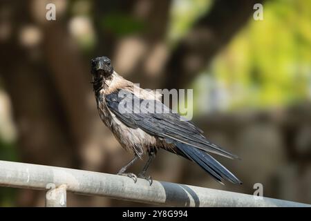 Natura urbana: Un ritratto di un corvo grigio con cappuccio appollaiato su una ringhiera di metallo. Foto Stock