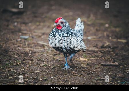 Gallo di pollo Sebright bantam Foto Stock