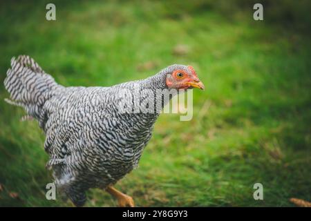 Giovane gallo nano Amrock (Gallo di Amrock Bantam) Foto Stock