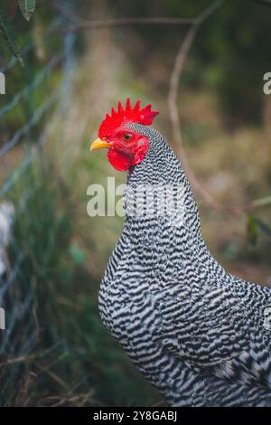 Gallo nano Amrock (Gallo di Amrock Bantam) Foto Stock