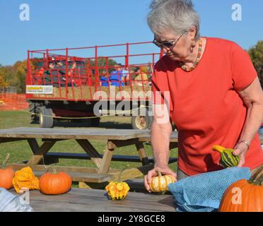 Scelta delle zucche per la mostra di halloween Foto Stock