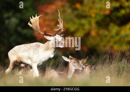 Il cervo del fiotto chiama durante il soldo in autunno, Regno Unito. Foto Stock