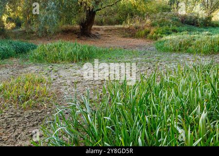 Letto di fiume asciutto, spiaggia senza acqua. Una vista sul fiume Romain, che si è prosciugato a causa di una lunga stagione secca, situato nella città di Romny, Ucraina. Foto Stock