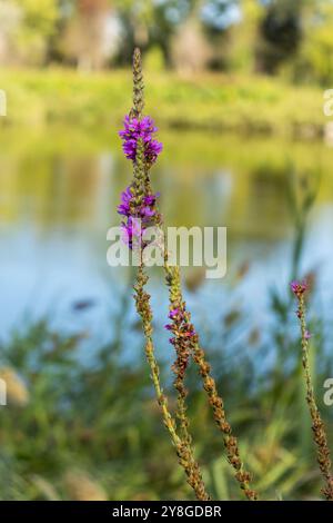 Questa immagine mostra un primo piano di una pianta con vivaci fiori viola su uno sfondo sfocato con quello che sembra essere un corpo d'acqua Foto Stock