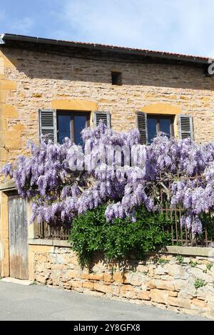 Wisteria nel villaggio medievale di Oingt in Francia Foto Stock