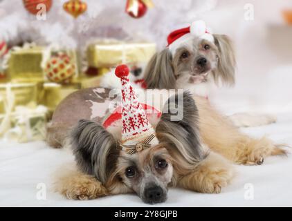 Due cani cinesi di razza pura vestiti con costumi di Natale sullo sfondo dell'albero di Natale Foto Stock