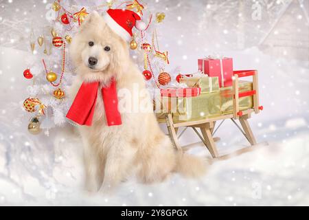 Cane Samoyed vestito con un cappello di Babbo Natale con una slitta piena di regali di Natale sullo sfondo invernale Foto Stock