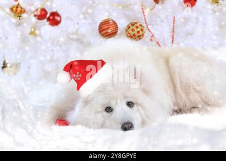 Carino cane Samoyed che indossa un cappello di Babbo Natale in un interno natalizio Foto Stock