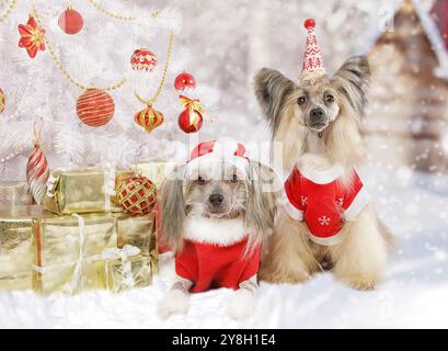 Ritratto di due cani cinesi di razza pura vestiti con costumi di Natale vicino all'albero di Natale con regali Foto Stock