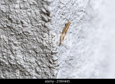 Falena di erba comune a riposo (Agriphilia tristella) presso la stazione di Longcross (Chobham Common), Surrey Foto Stock