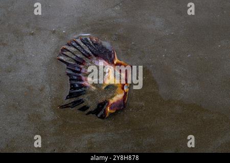 Conchiglie di cozze su una spiaggia in Bretagna, Francia Foto Stock