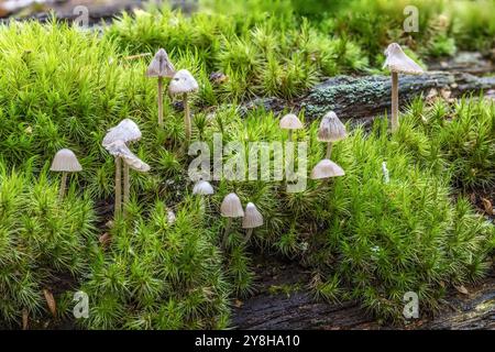 Bonnet comuni, New Forest, Hampshire, Regno Unito. Foto Stock
