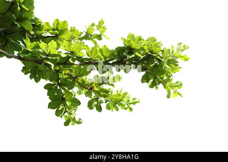 Foglie verdi con ramificazione isolata su sfondo bianco. Foglie di mandorle indiane. Foto Stock