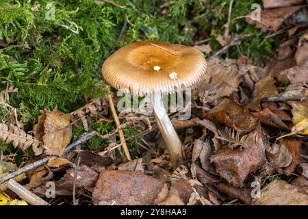 Tawny Grisette, New Forest, Hampshire, Regno Unito Foto Stock