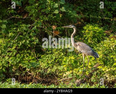 Un maestoso Great Blue Heron si erge alto nelle paludi, immerso nella tranquillità della natura, circondato da lussureggianti paludi, che mostrano la fauna selvatica conservata Foto Stock