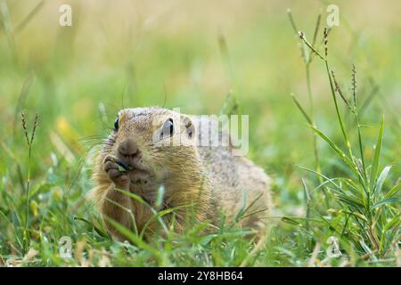 Ritratto di uno scoiattolo europeo (Spermophilus citellus), conosciuto anche come "Ziesel", una specie in via di estinzione che si trova in una prateria di Au Foto Stock