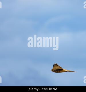 Gheppio minore o gheppio comune (Falco tinnunculus) con piume marroni in volo contro un cielo blu profondo a Vienna, Austria Foto Stock