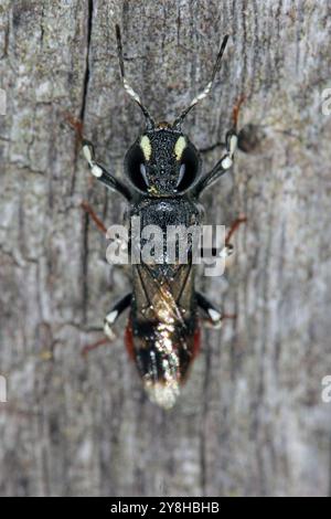 Parasitic Wood Wasp, Orussus abietinus, sawflie appoggiate su legno in cui si sviluppano le larve degli insetti saprossilici. Foto Stock