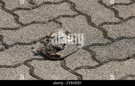 Un topo morto investe su una strada Foto Stock