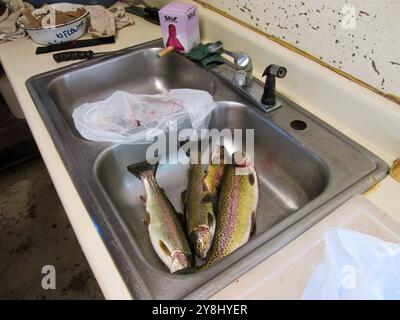 la trota arcobaleno è pronta per essere pulita e eviscerata per cena Foto Stock