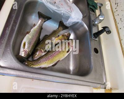 la trota arcobaleno è pronta per essere pulita e eviscerata per cena Foto Stock