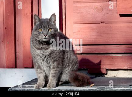 Carino gatto domestico seduto a due passi Foto Stock