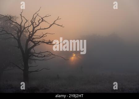 Albero morto sulla brughiera all'alba, fasci di sole che si infrangono nella nebbia Foto Stock