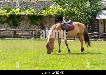 Un cavallo bruno sellato pascolerà in un paddock di campagna Foto Stock