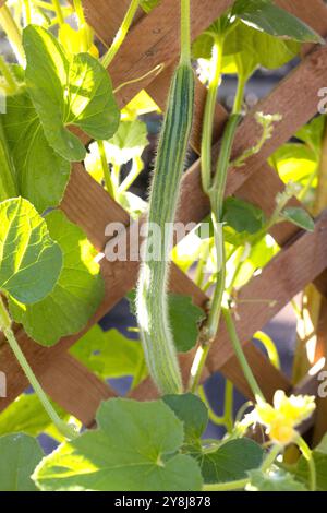 Cucumis melo cetriolo "armeno a righe" che cresce su una vite. Foto Stock