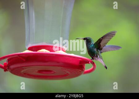 Un colibrì di smeraldo dalla testa coppery (Microchera cupreiceps) si libra vicino a un alimentatore rosso in un ambiente tropicale in Costa Rica. Foto Stock