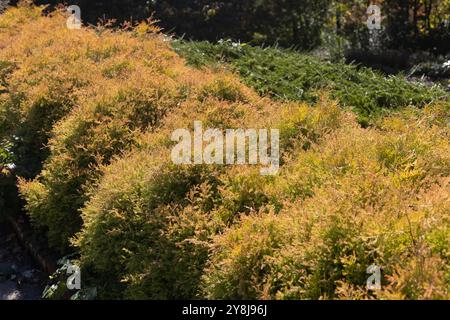 Thuja occidentalis "Congabe", capo del fuoco americano arborvitae. Foto Stock