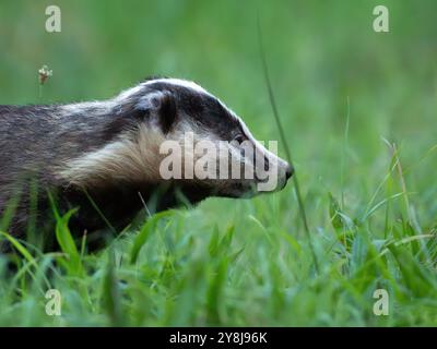 Badger in primo piano [meles meles] Foto Stock