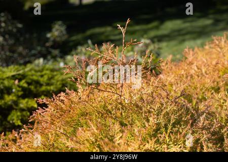 Thuja occidentalis "Congabe", capo del fuoco americano arborvitae. Foto Stock