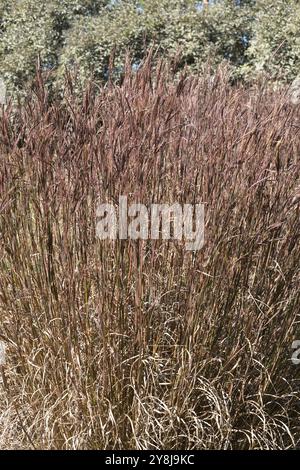 Andropogon gerardii "Blackhawks", grande erba bluestem. Foto Stock