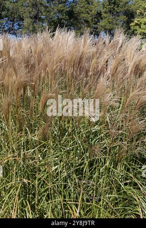 Miscanthus sinensis 'Rotsilber' erba d'argento giapponese. Foto Stock