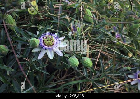 Stapelia in fiore con gemme intorno vista da vicino Foto Stock