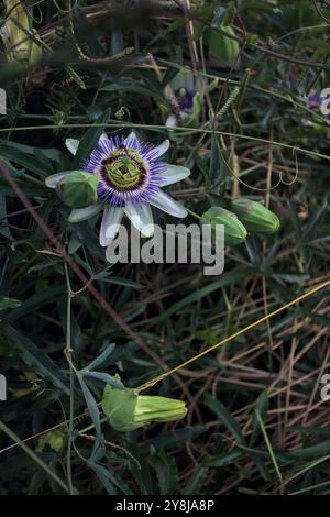 Stapelia in fiore con gemme intorno vista da vicino Foto Stock