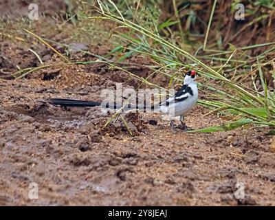 Maschio Whydah dalla coda di spillo (Vidua macroura) nella riproduzione di piumaggio che forgia semi d'erba su terreno sabbioso nel Parco Nazionale di Ruaha, Tanzania, Africa Foto Stock
