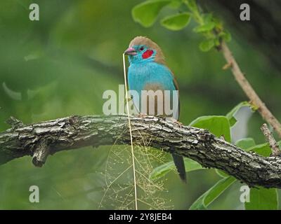 Maschio Cordon-bleu dalle guance rosse (Uraeginthus bengalus) con materiale di nidificazione dell'erba nel Beak Ruaha National Park, Tanzania, Africa Foto Stock