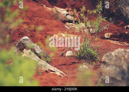 Dune rosse scolpite dal vento nel deserto Foto Stock