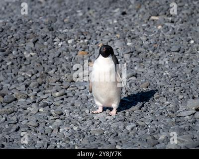 Pinguino di Adelie in posa su una spiaggia rocciosa Foto Stock