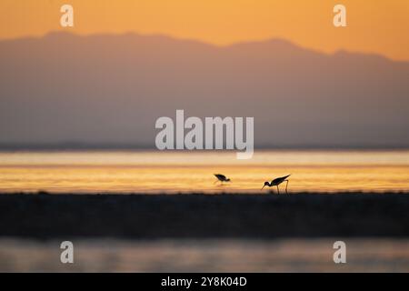 Palafitte dal collo nero che si nutrono al tramonto, Salton Sea, California Foto Stock