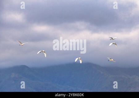 Sei fughe di bestiame in volo al tramonto a wailuku. Foto Stock