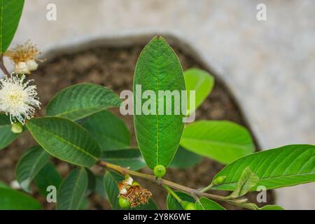 Ramo verde in foglia di guava con fiori bianchi di guava e infiorescenza Foto Stock