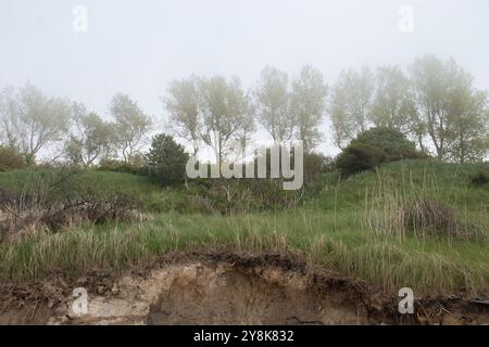 Alberi nella nebbia su una collina erbosa sopra una spiaggia con rocce in una giornata primaverile nel nord della Germania sul Mar Baltico. Foto Stock