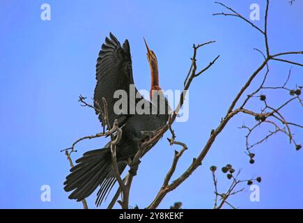 Un Darter africano (Anhinga rufa) che asciuga le ali in un albero di una diga a Vierlanden, Durbanville in Sud Africa. Foto Stock