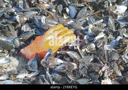 Guanto da pescatore lavato su conchiglie di cozze blu (Mytilus edulis) sulla spiaggia di Melkbosstrand, West Coast. Foto Stock