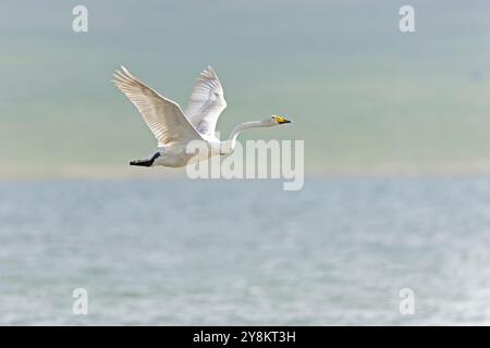 Cigno perfido (Cygnus cygnus) in volo con un collo rotto. Foto Stock