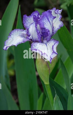 Iris germanica grassetto Stampa, Iris con barba, standard bianchi, ricade con margini blu-viola arricciati all'inizio della primavera Foto Stock
